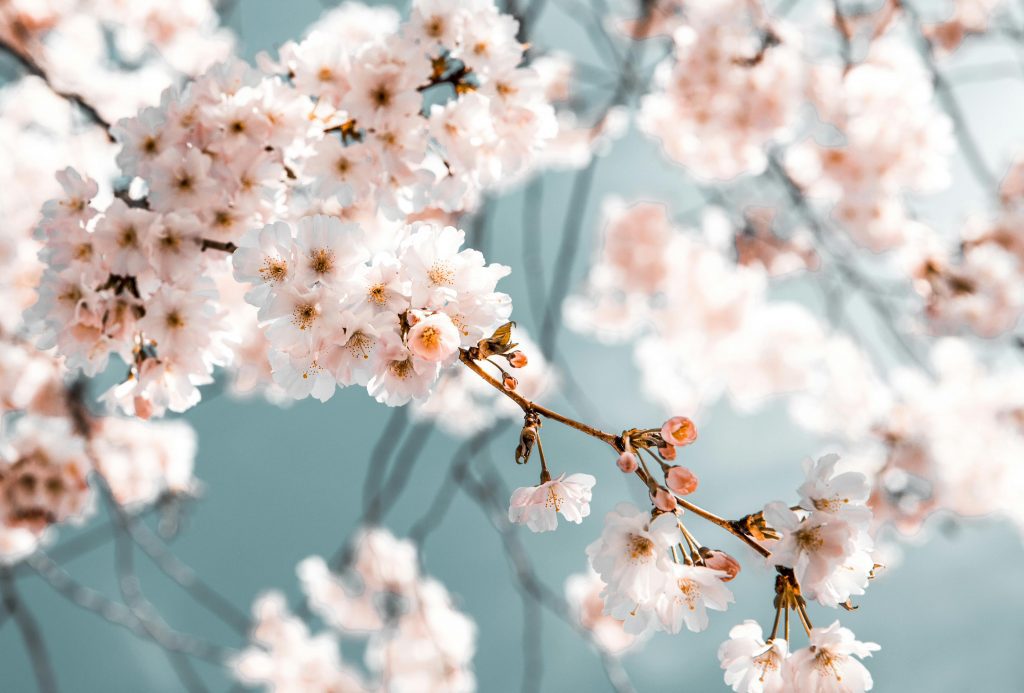 Close-up of cherry blossoms on a branch with a blurred background, depicting spring beauty.