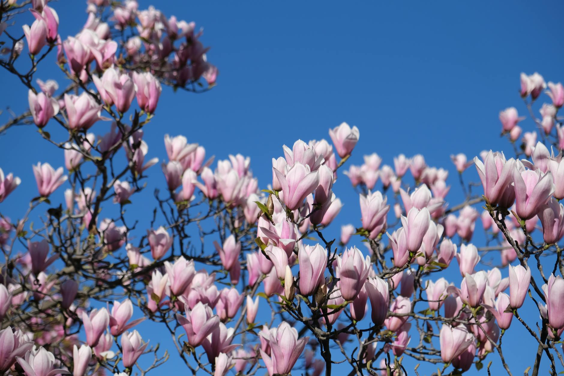 blooming magnolia flowers against blue sky