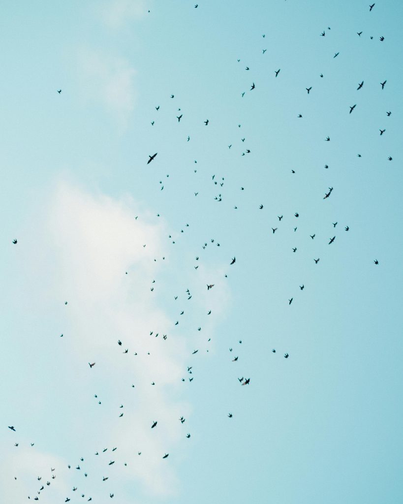 A large flock of birds flying freely across a bright blue sky with scattered clouds.
