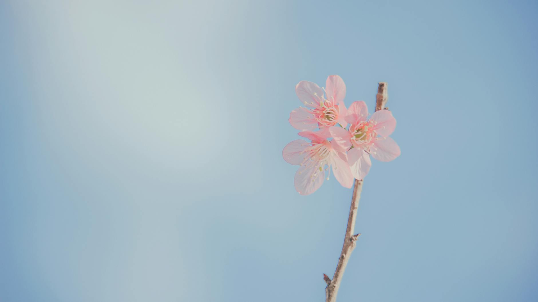 landscape photography of pink petaled flowers