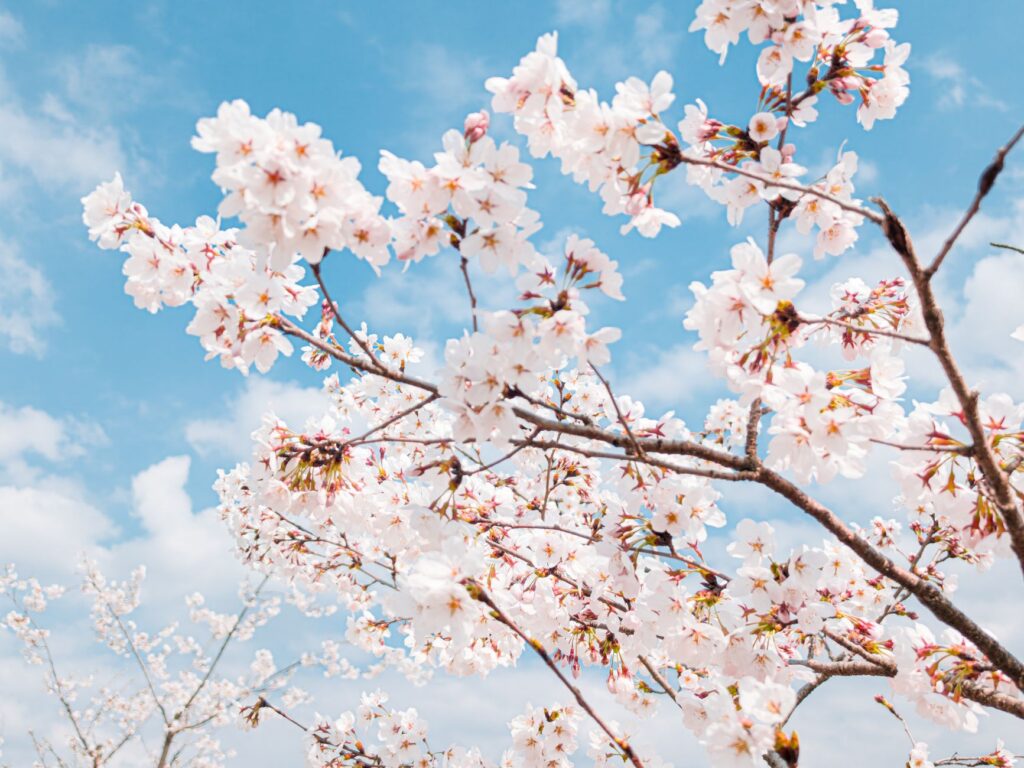 beautiful cherry blossoms against blue sky